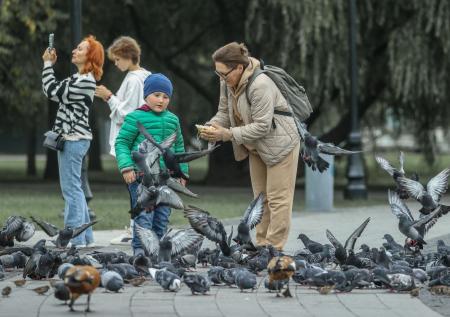 Пульмонолог назвал главную опасность кормления голубей
