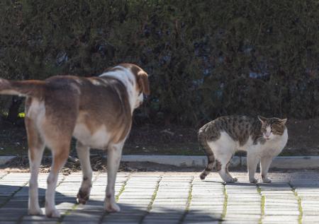 Кошка ставит собаку на место? Вот чем это объясняют ветеринары