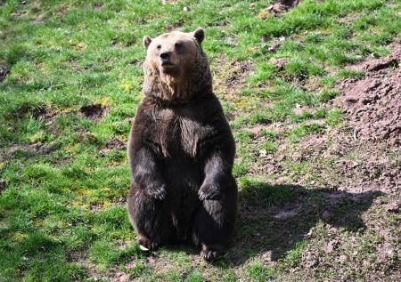 Дикий медведь выскочил на дорогу перед велосипедистами и попал на видео