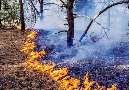 Появились кадры жуткого пожара в Амурской области