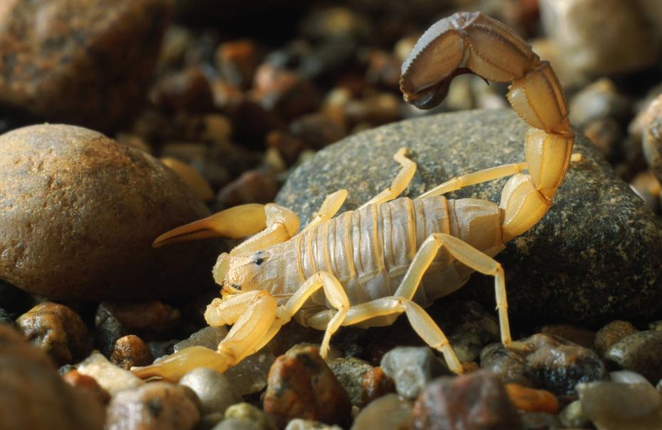 Скорпион Androctonus australis