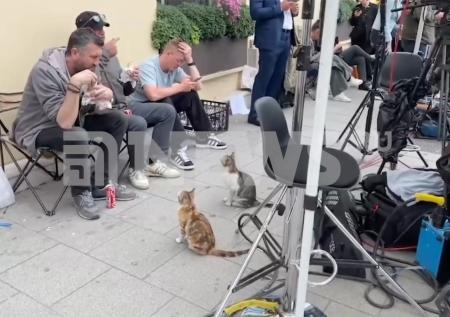 Стамбульские кошки учуяли запах жареного и прибежали к стенам Долмабахче