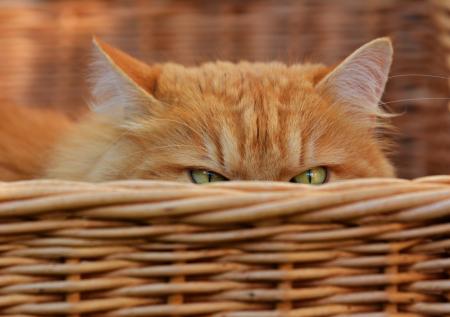 Эти усатые не созданы для тисканья: породы котов, которые не любят ласку