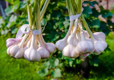 Чеснок с кулак и даже больше! Секрет опытного агронома для огромных головок