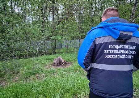 Автоюрист дал советы, что лучше делать при ДТП с животным