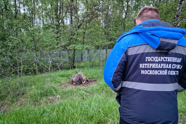 Раненного после ДТП лосенка под Истрой готовят к транспортировке в «Лосиный остров» для оказания помощи и реабилитации