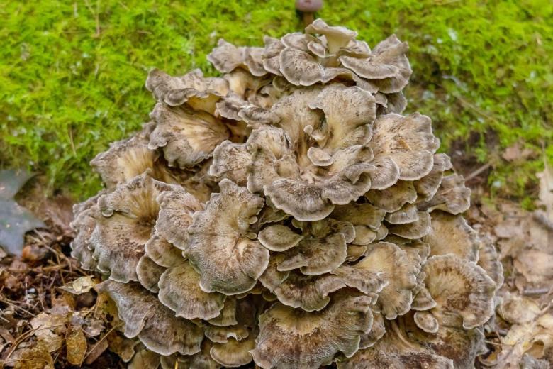 Грифола курчавая (Grifola frondosa)