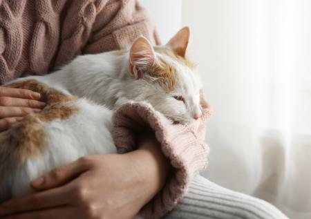 Лечат болезни и общаются с людьми: для чего кошкам мурлыкать