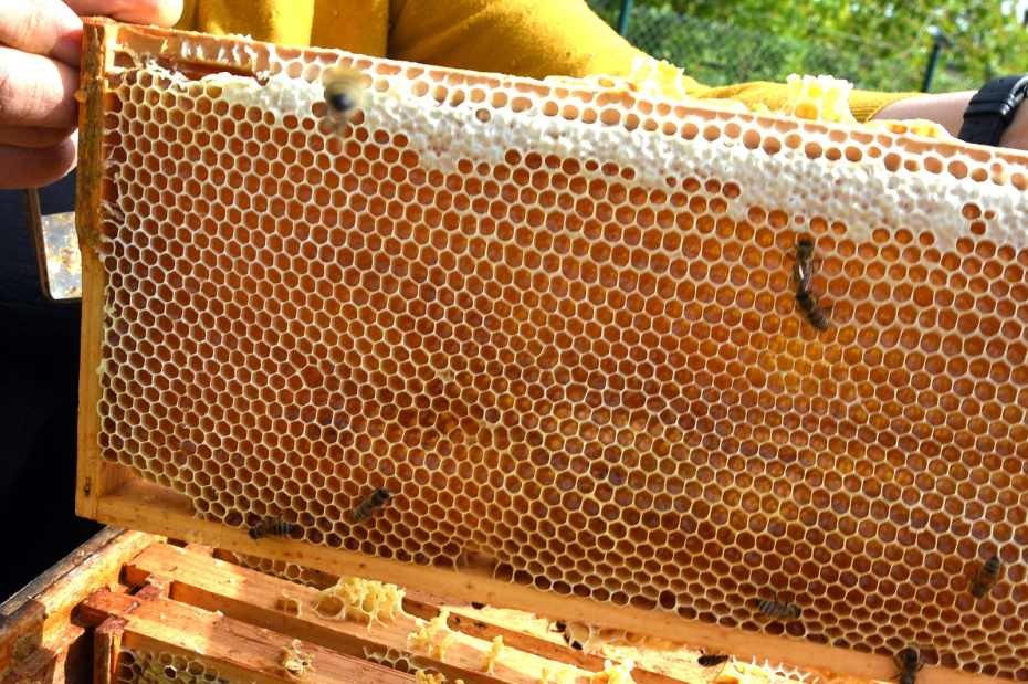 Почему пчелы делают соты шестиугольной формы