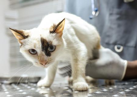 Живодеры на скорости выкинули котенка из машины в Подмосковье