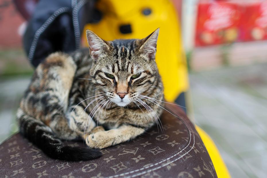 Как помочь коту справиться с жарой