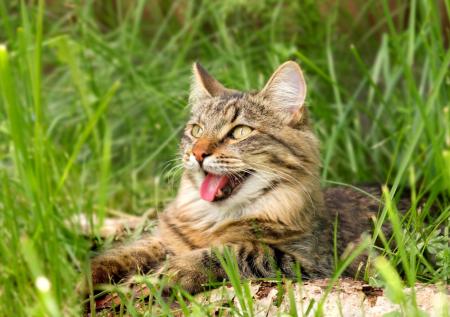 Скорая помощь для кота! Спасаем питомцев от жары