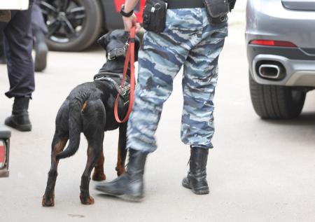 Стрелок открыл огонь по бездомным собакам в Нижнем Новгороде