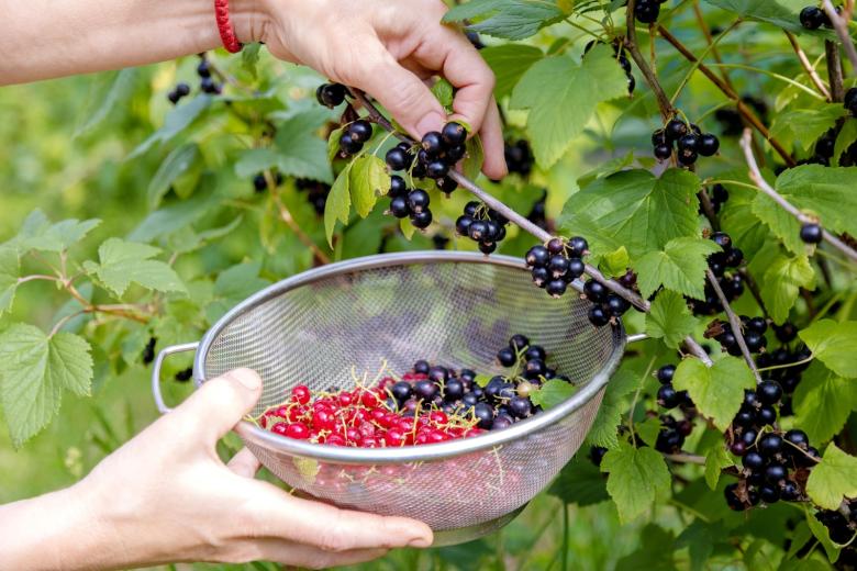Будут самые крупные и вкусные ягоды: что делать со смородиной в начале июня