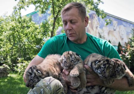 Растерзанному львом директору парка «Тайган» грозит заражение крови