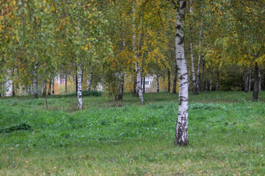15 июля девушки на Руси разговаривали с березами