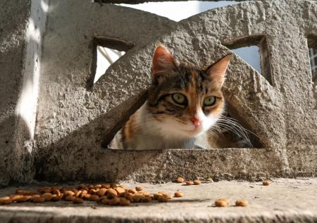В Дагестане дети бесчеловечно поступили с кошкой