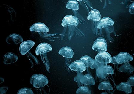 Гигантские медузы заполонили Азовское море: опасно ли, что делать при ожоге