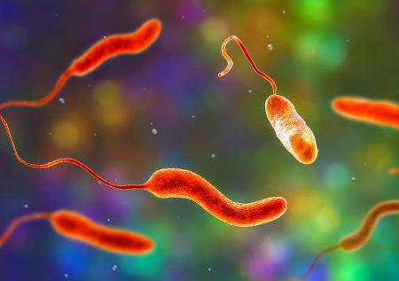 Названы возможные последствия заражения бактерией Vibrio в Турции