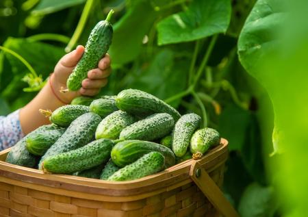 10 кг с куста! Китайская подкормка для хрустящих огурцов!
