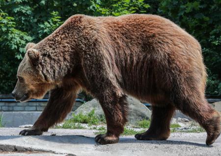 В зоопарке Перми старого медведя сильно ударило током на глазах у детей