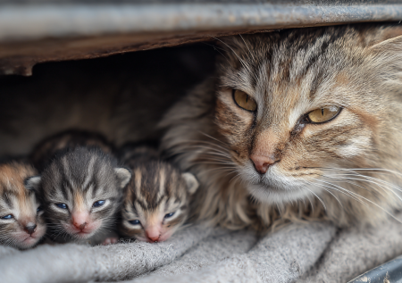 Кошка родила котят в необычном месте столицы