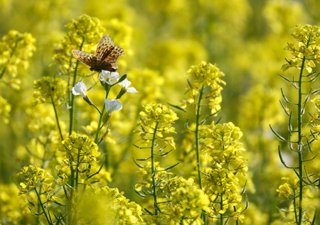 Взрыв газа произошел в поле под Омском