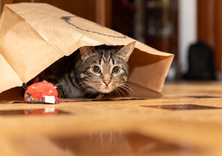 Кот без ума от них: 5 игрушек, которые работают безотказно!