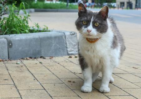 Кота с марихуаной «повязали» около исправительной колонии