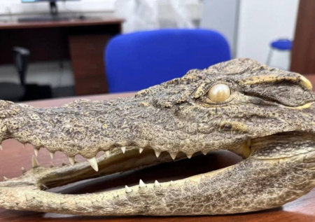 На Дальнем Востоке таможенники задержали туриста с головой крокодила