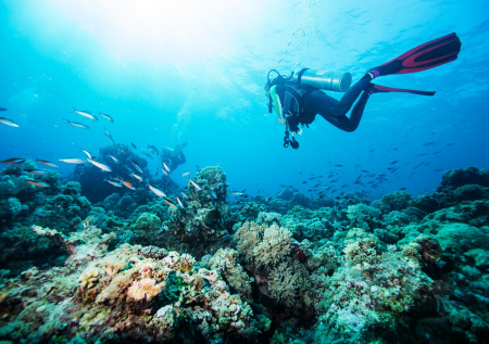 В США на берег выбросило неизвестных синих существ