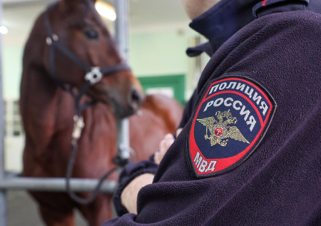 Двух лошадей увезли из СНТ после жуткого нападения на женщину