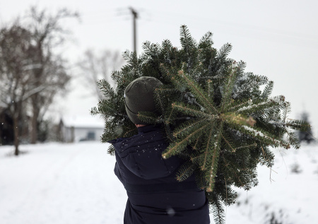 В Приморье незаконно вырубили более 300 деревьев