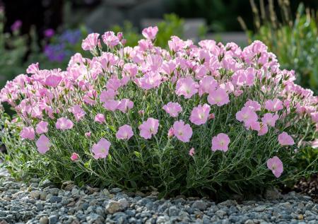 Цветок для тех, у кого ничего не растет: посадил в ноябре — получил цветочный ковер на все лето