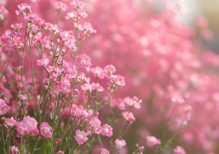 Посадил в ноябре — любуешься розовым облаком все лето! Прорастает даже при низких температурах