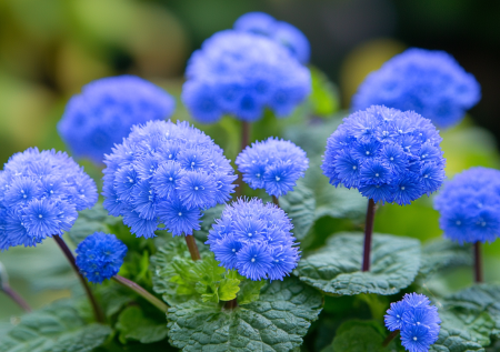Голубые шапки без рассады и хлопот: просто рассыпьте эти семена, когда подмерзнет почва в ноябре