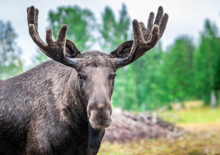 Охота на лося на реву в Хабаровском крае: руководство на 2025 год