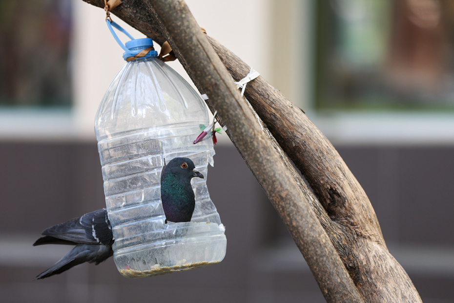 Как сделать кормушку для птиц