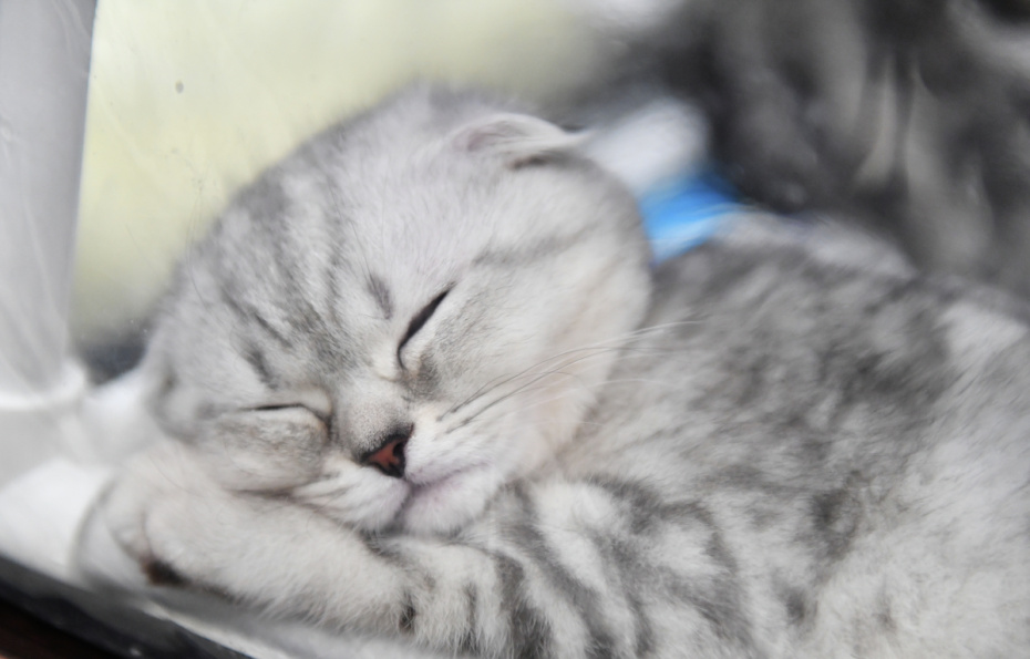 Приметы о котах 30 октября