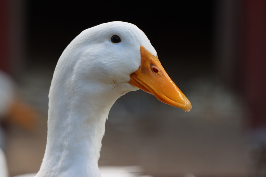 Приметы о животных на 31 октября