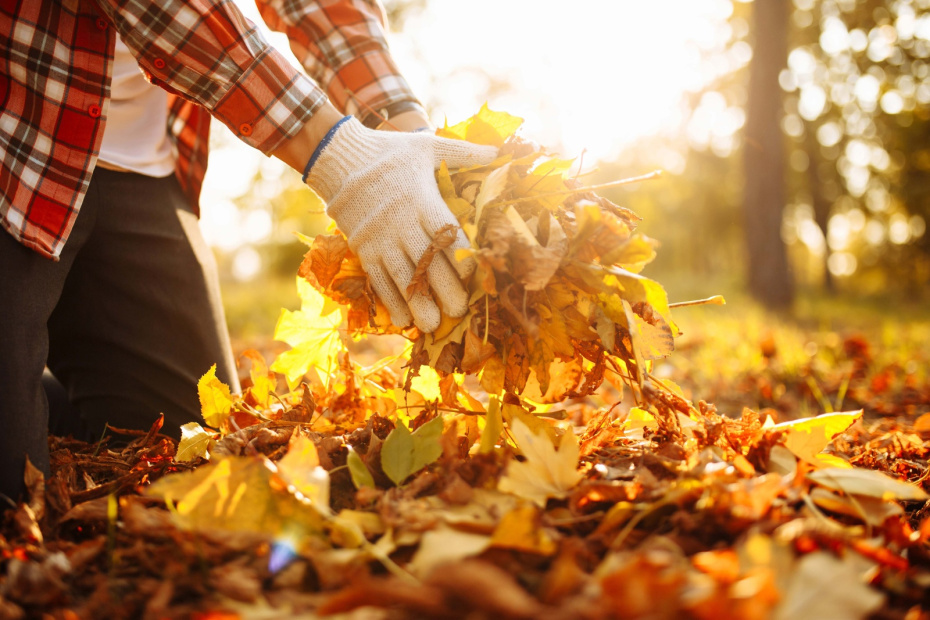Вторая жизнь осенней листвы: 5 проверенных способов для вашего сада