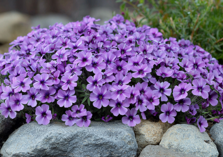 Посадите этого лилового трудягу — и он будет цвести без вашего участия. Чудо-многолетник не требует ни времени, ни сил