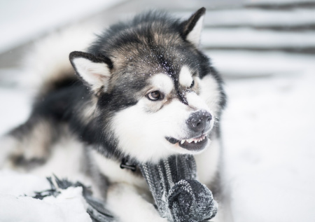 Стали известны подробности нападения собаки на младенца в Подмосковье