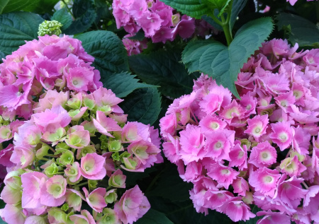 Раскрыто, какие растения нужно перенести из огорода в дом на зиму