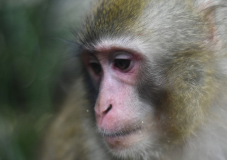 Полиция ищет сбежавшую лабораторную обезьяну с вирусами