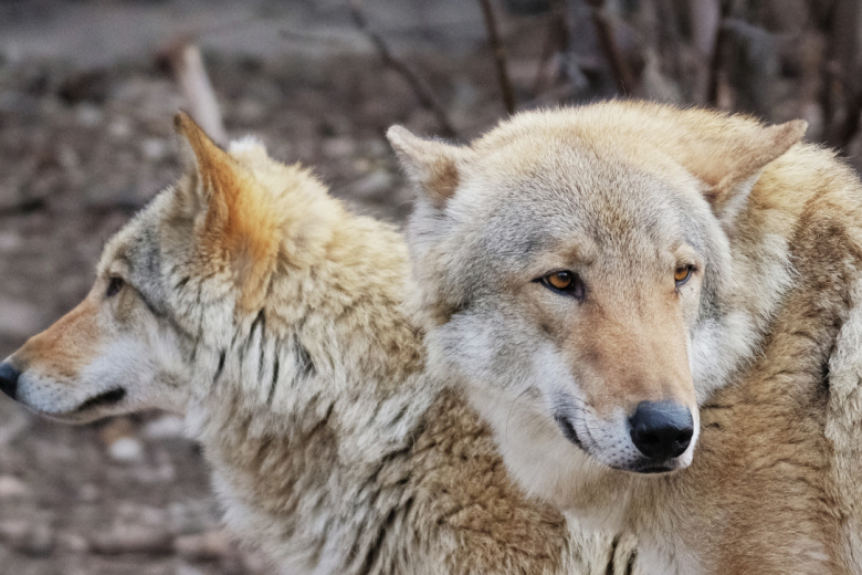 Волки в Московском зоопарке