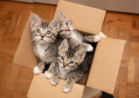 К чему снятся котята: толкования, которые удивят вас