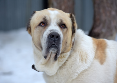 Огромная собака разодрала лицо и откусила пальцы женщине