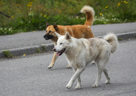 В Красноярском крае пошли на крайние меры из-за растерзавших ребенка собак