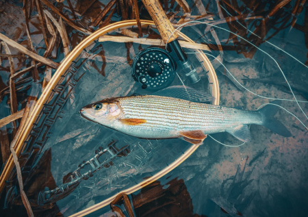 Осенний хариус в Приморье: руководство для успешной ловли